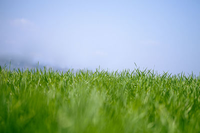 Scenic view of field against clear sky