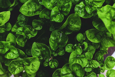 Full frame shot of fresh green leaves