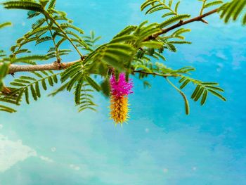 Close-up of flowering plant against blue sky