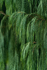 Close-up of pine tree