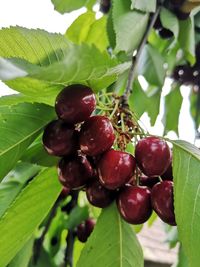 Close-up of cherries growing on tree