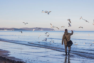 Rear view of man walking against seagulls flying over sea