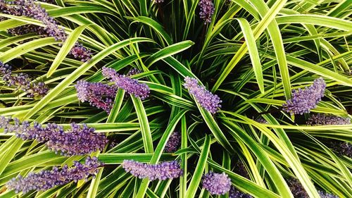 Close-up of purple flowers