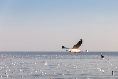 Seagulls flying over sea against clear sky