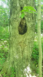 Close-up of tree trunk