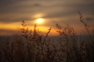 Close-up of plants against sunset sky