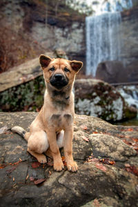 Portrait of dog sitting on rock