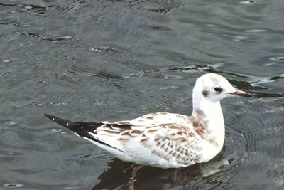 Close-up of seagull swimming in lake