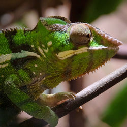 Close-up of chameleon on tree branch