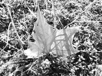 Plants growing on field