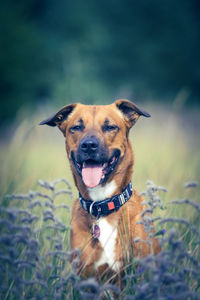 Portrait of dog sticking out tongue on field