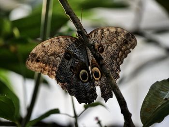 Close-up of butterfly perching on flower