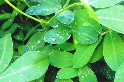 Close-up of wet plant