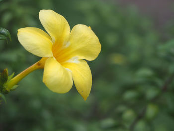 Close-up of yellow flower blooming outdoors