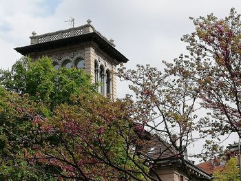 Low angle view of flowering tree by building against sky