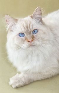 Close-up portrait of blue-eyed snow white  cat