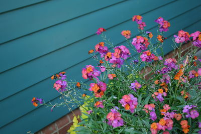 Pink flowers blooming outdoors