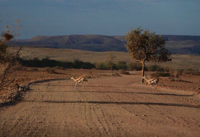 Dead tree on field against sky