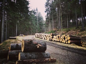 Stack of logs in forest