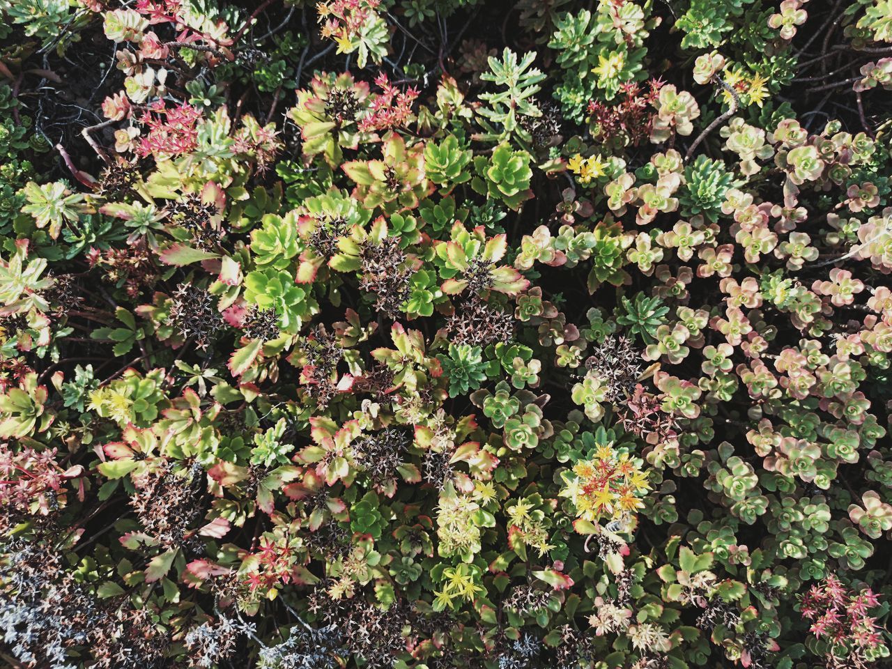 HIGH ANGLE VIEW OF FLOWERING PLANTS ON FIELD