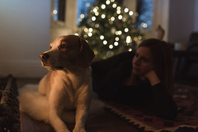 Close-up of dog sitting on illuminated christmas tree at home