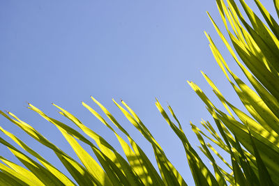 Low angle view of leaves against clear blue sky