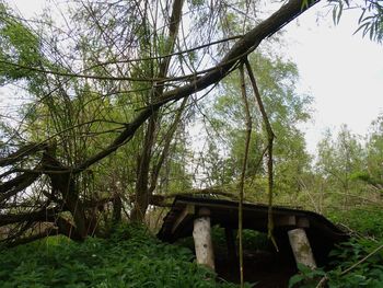 Low angle view of trees in forest