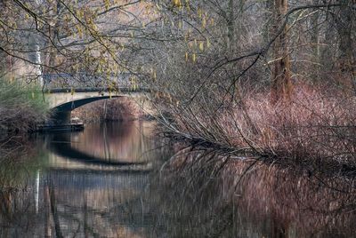 Reflection of trees in river