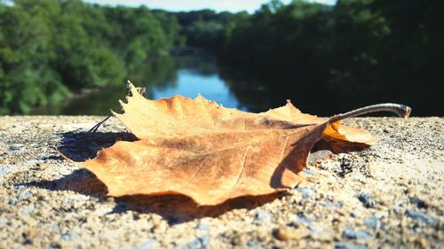 Close-up of dry leaf floating on water