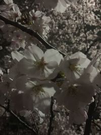 Close-up of white flowers