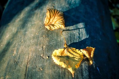 High angle view of dry leaf on wood