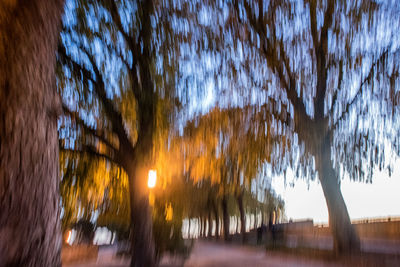 Trees by illuminated plants against sky during sunset