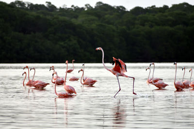 Flamingo taking off  in celestún, yucatán, méxico.