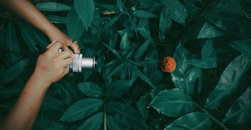 High angle view of woman touching leaves