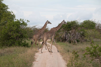 Giraffe standing on landscape against sky