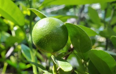 Close-up of fruits on tree