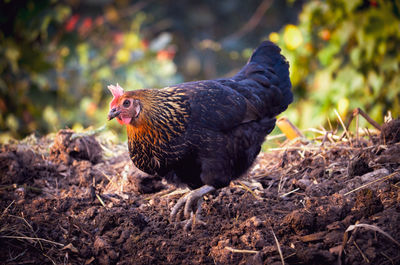 Close-up of a bird on land