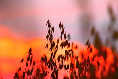 Close-up of plants against romantic sky at sunset