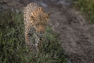 Close-up portrait of leopard walking by plants