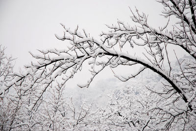 Low angle view of bare tree against sky during winter