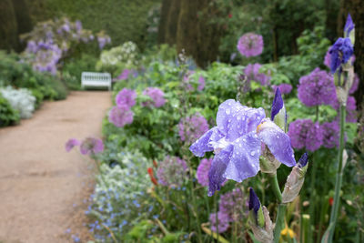 Close-up of purple flowering plants in park