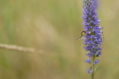 Close-up of bee on purple flower