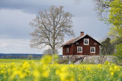 View of yellow flowering plants on field with swedish house in the background 