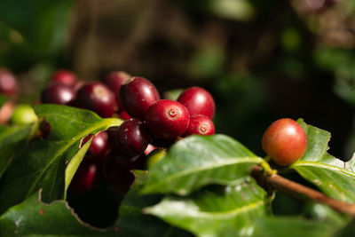 Close-up of cherries growing on plant