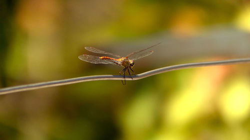 Close-up of insect on leaf