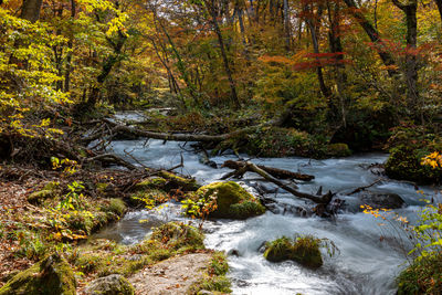 Stream amidst trees in forest