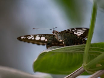 Close-up of butterfly on leaf