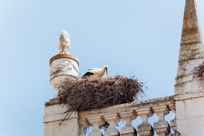 Low angle view of birds perching on nest against sky