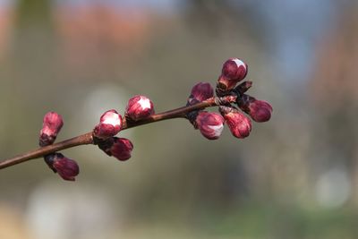 Close-up of red flower buds growing on twig