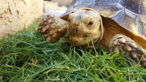 Close-up of tortoise in field